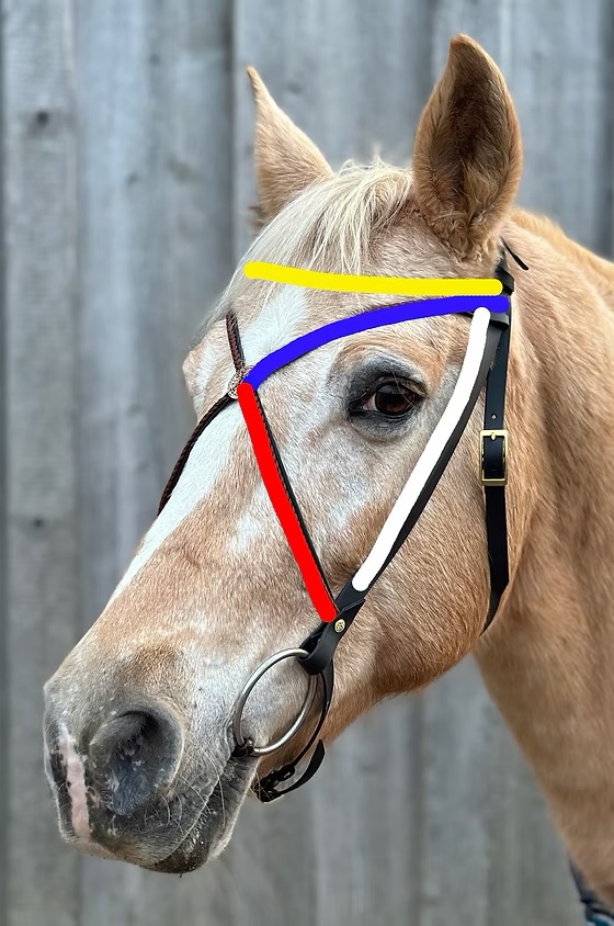 Anleitung zum Vermessen: farbige Linien am Pferdekopf zeigen Genickstück, Backenstück, Nasenriemen und Stirnband