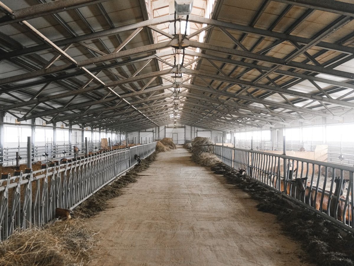 Blick durch den Gang eines modernen Kuhstalls, Beispielbild eines großen Stallgebäudes