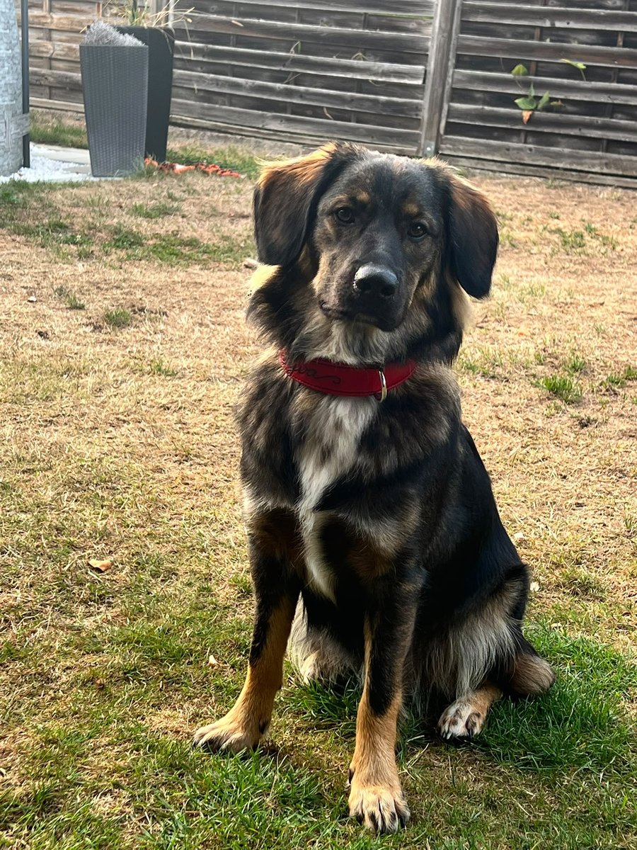 Hund mit rotem Lederhalsband nach Maß, Name EYVA eingraviert, Frontalansicht im Garten