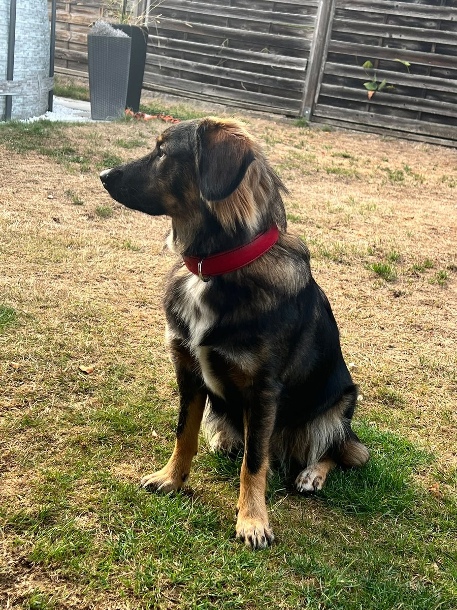 Hund mit rotem Lederhalsband nach Maß, Name EYVA eingraviert, Seitenansicht im Garten
