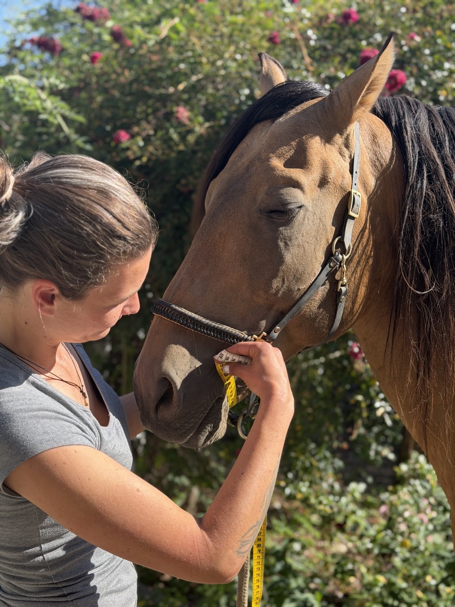 Nahaufnahme: Tamino mit geschlossenen Augen, während Cheyenne das Maßband am Nasenriemen anlegt